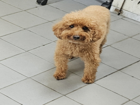 원주시동물보호센터_442419202400781
